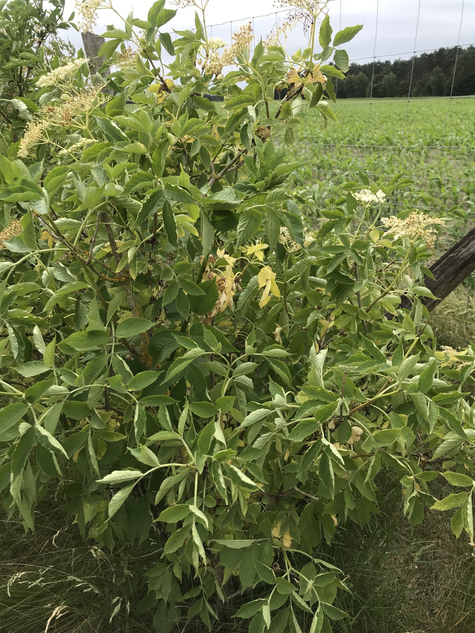 Sambucus nigra
